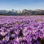 Σαλέ Koca Zafran - Velika Planina Stahovica