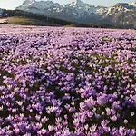 Koca Zafran - Velika Planina Шале *