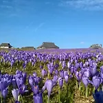 Koca Zafran - Velika Planina *