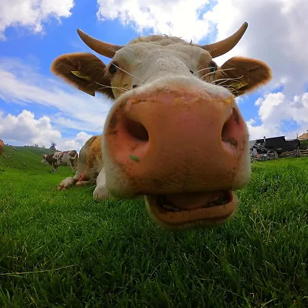 Koca Zafran - Velika Planina *