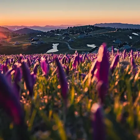 Koca Zafran - Velika Planina Stahovica