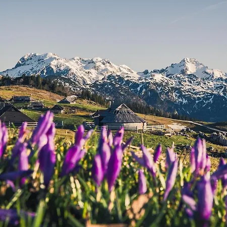 Koca Zafran - Velika Planina