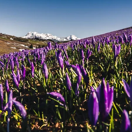 Koca Zafran - Velika Planina
