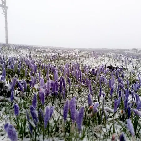 Koca Zafran - Velika Planina Шале Стаховица