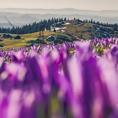 Alpesi faház Koca Zafran - Velika Planina Stahovica
