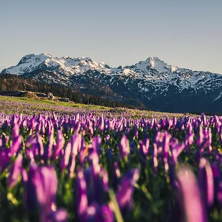 Alpesi faház Koca Zafran - Velika Planina Stahovica