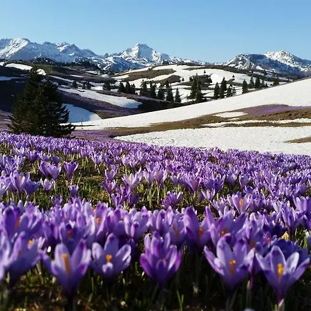Chalet Koca Zafran - Velika Planina Stahovica