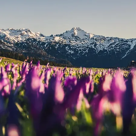 Koca Zafran - Velika Planina * Stahovica