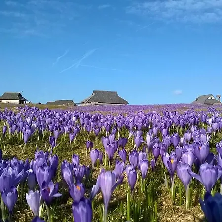 Koca Zafran - Velika Planina *