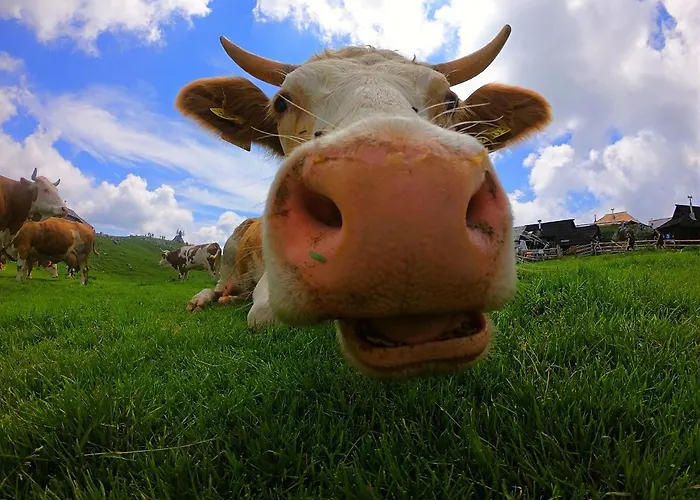 Koca Zafran - Velika Planina *