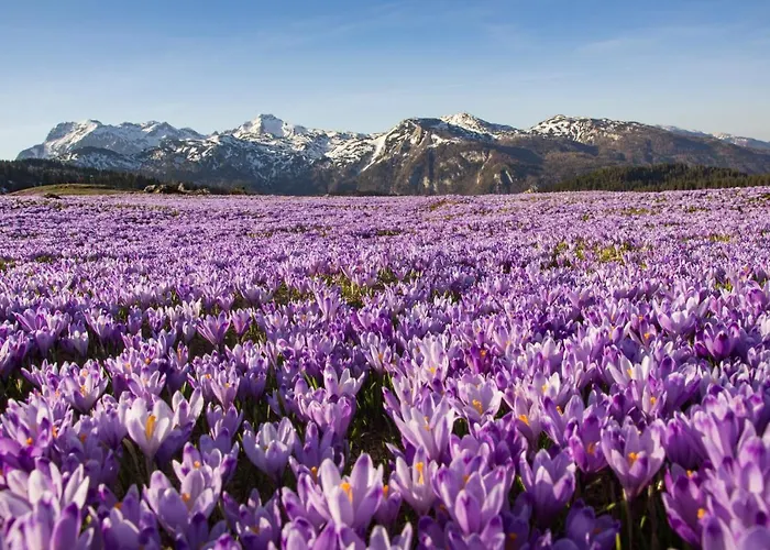Alpesi faház Koca Zafran - Velika Planina Stahovica