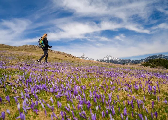 Koca Zafran - Velika Planina Alpesi faház Stahovica