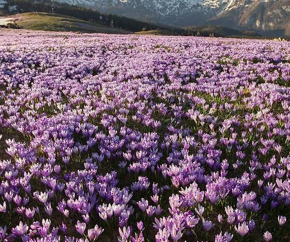 Koca Zafran - Velika Planina Alpesi faház *
