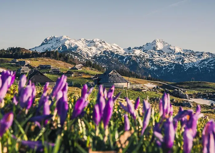 Koca Zafran - Velika Planina