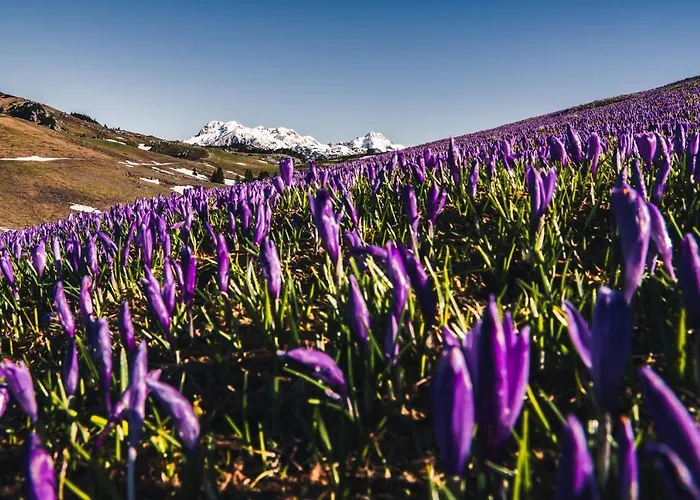 Koca Zafran - Velika Planina