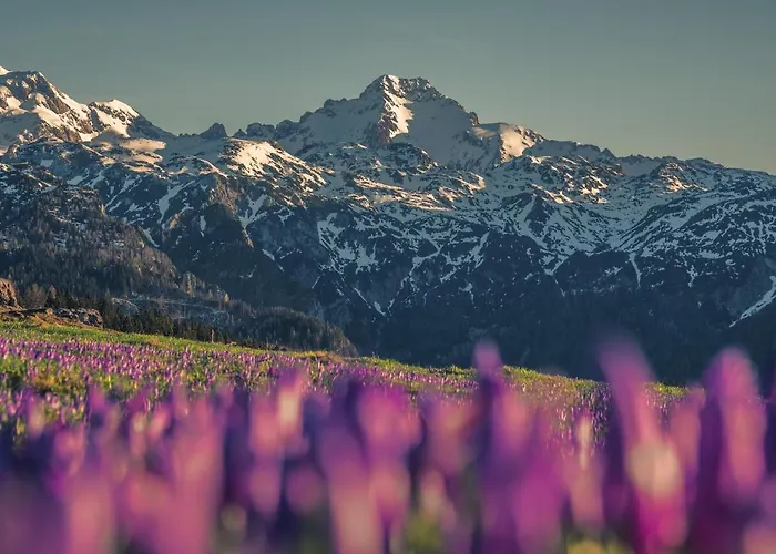 Horská chata Koca Zafran - Velika Planina