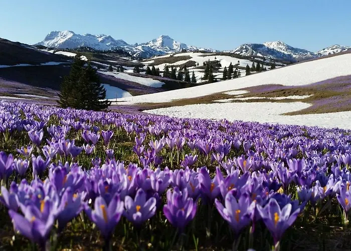 Alpesi faház Koca Zafran - Velika Planina Stahovica