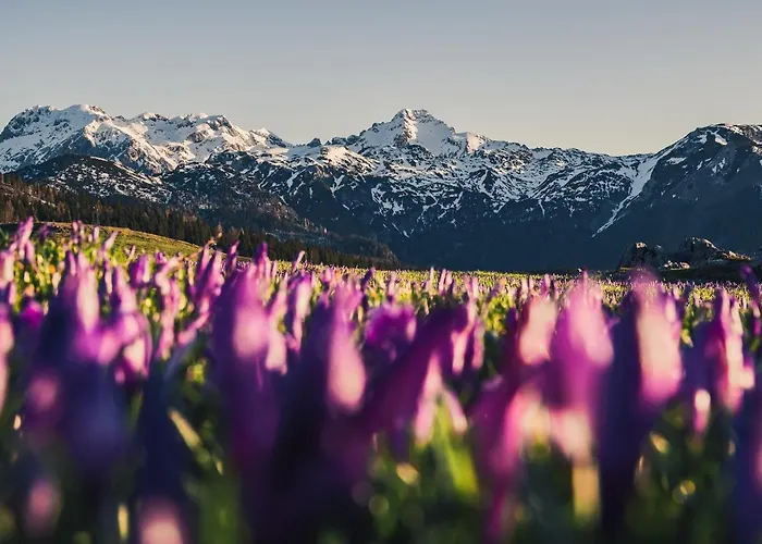 Koca Zafran - Velika Planina * Stahovica