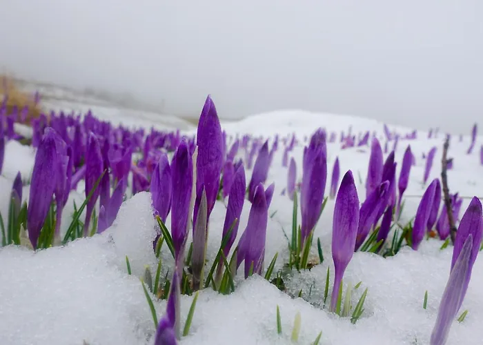 Alpesi faház Koca Zafran - Velika Planina Stahovica
