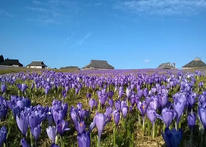 Koca Zafran - Velika Planina *